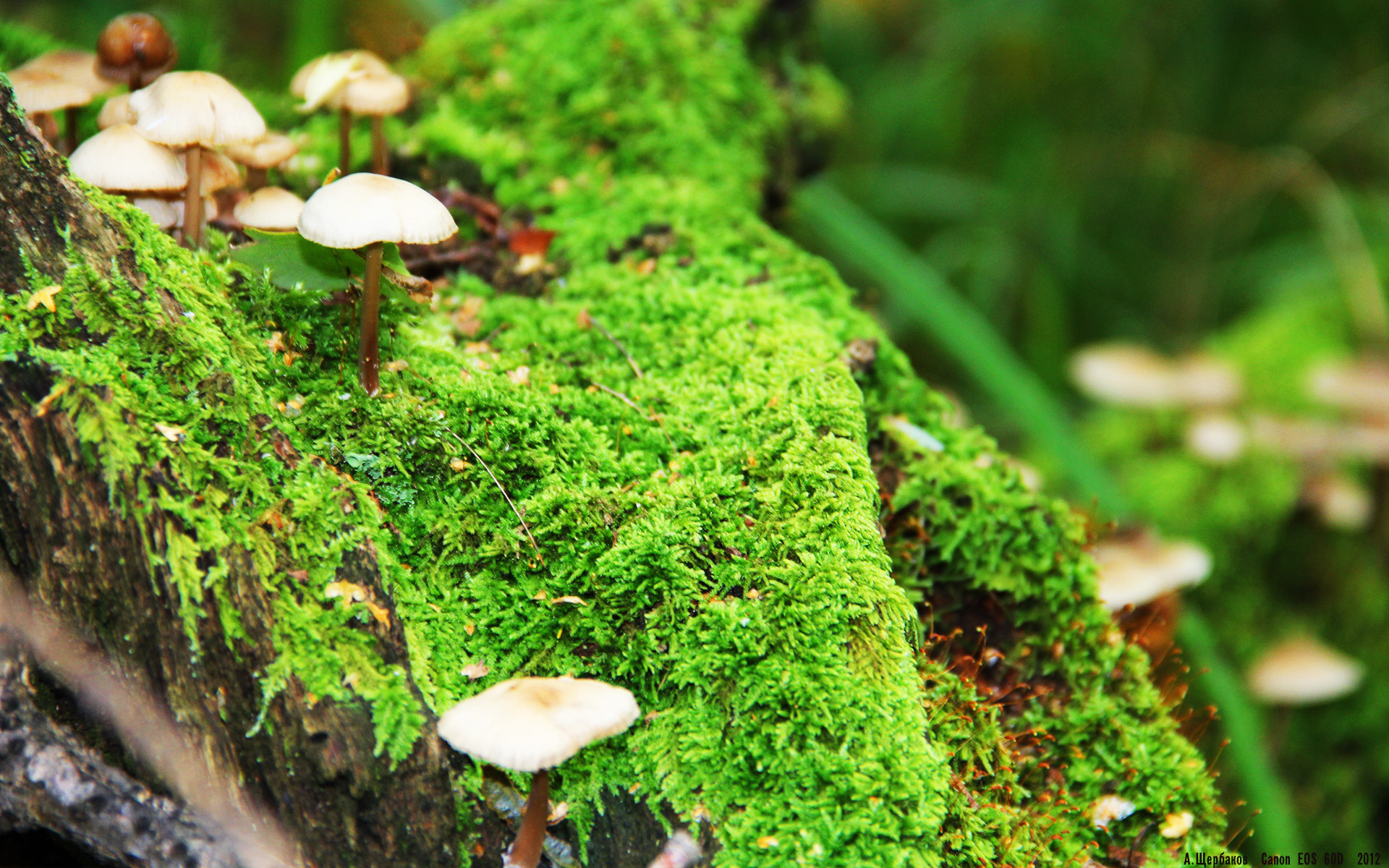 乐鱼体育APP官方下载-PSG防守强硬，海湾者进攻受限