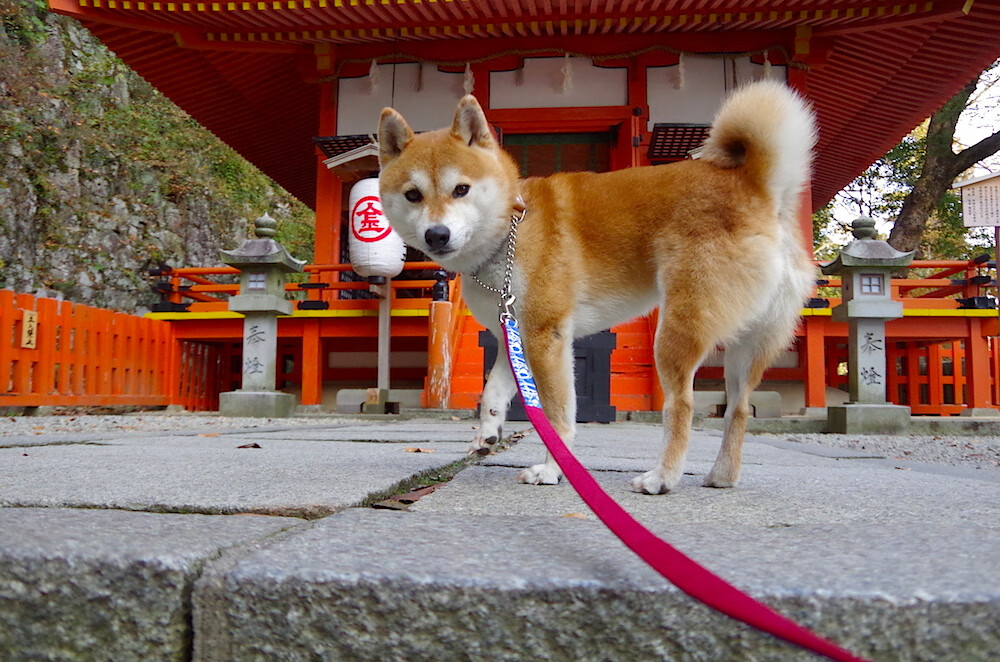 亚冠联赛中国青年队爆冷 球迷呼吁完善青训,2021亚冠为何派青年队