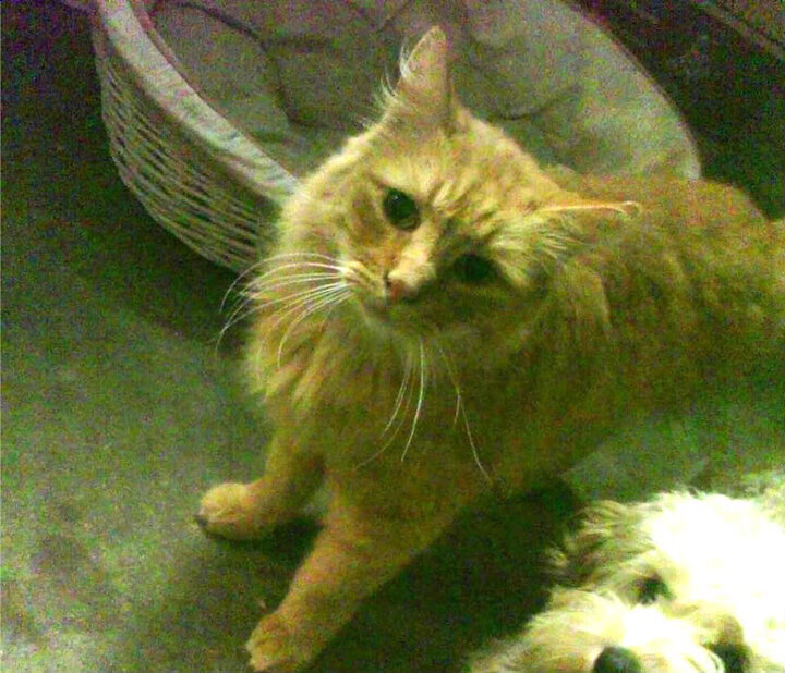 乐鱼电竞-内线对抗最频繁的比赛场面回顾，内线单打集锦