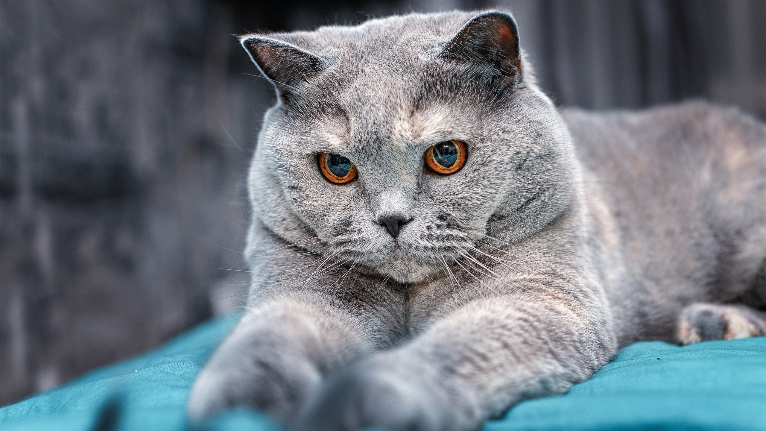 Leyu Sport下载-乔治·巴尔：全黑队的中场指挥官，为球队进攻提供稳定支持，乔治巴顿上路