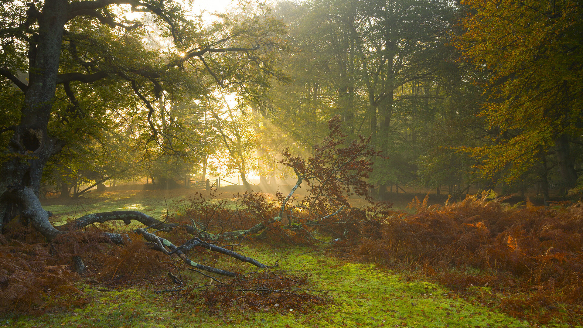 伊朗男篮在亚洲预选赛中奋战，迈向奥运梦想