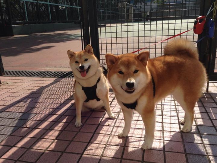 库里赛前热身三分十投十中状态神勇,库里参加三分球大赛