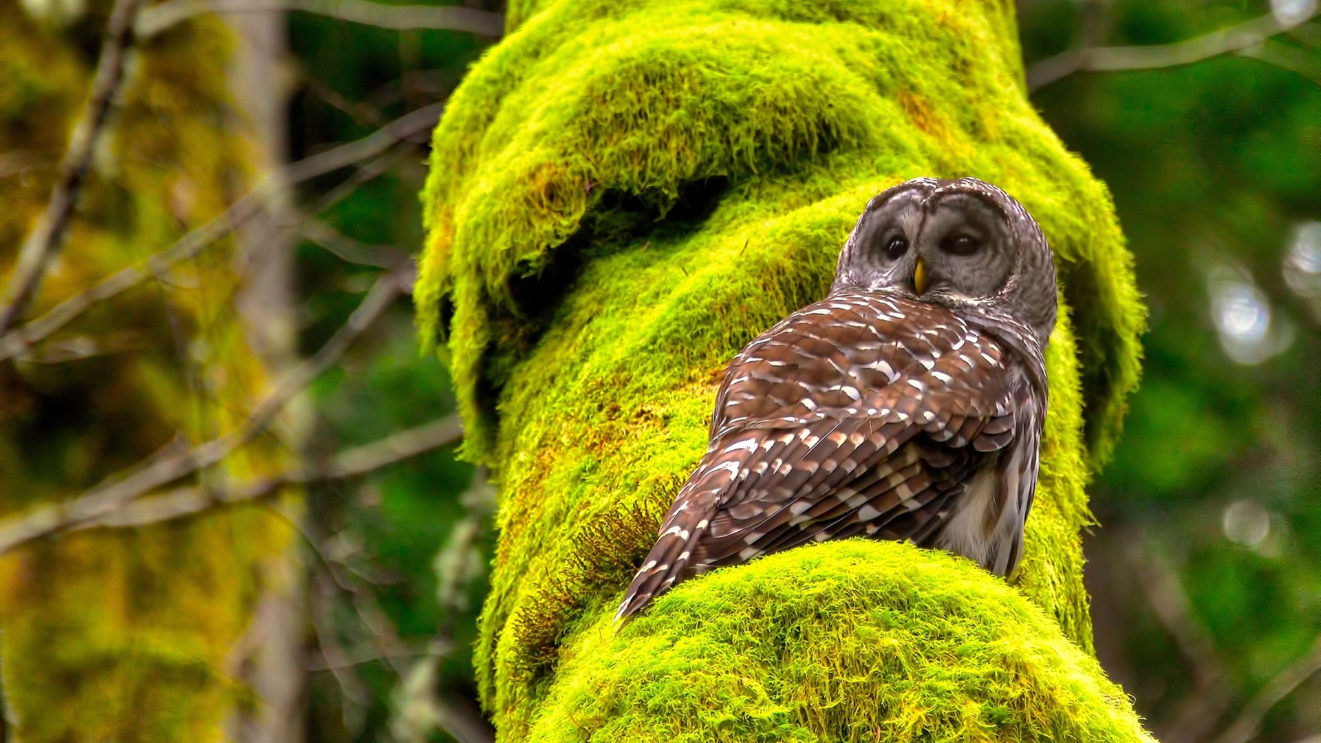 意甲技战术大比拼:精彩场面不停歇,意甲技术统计