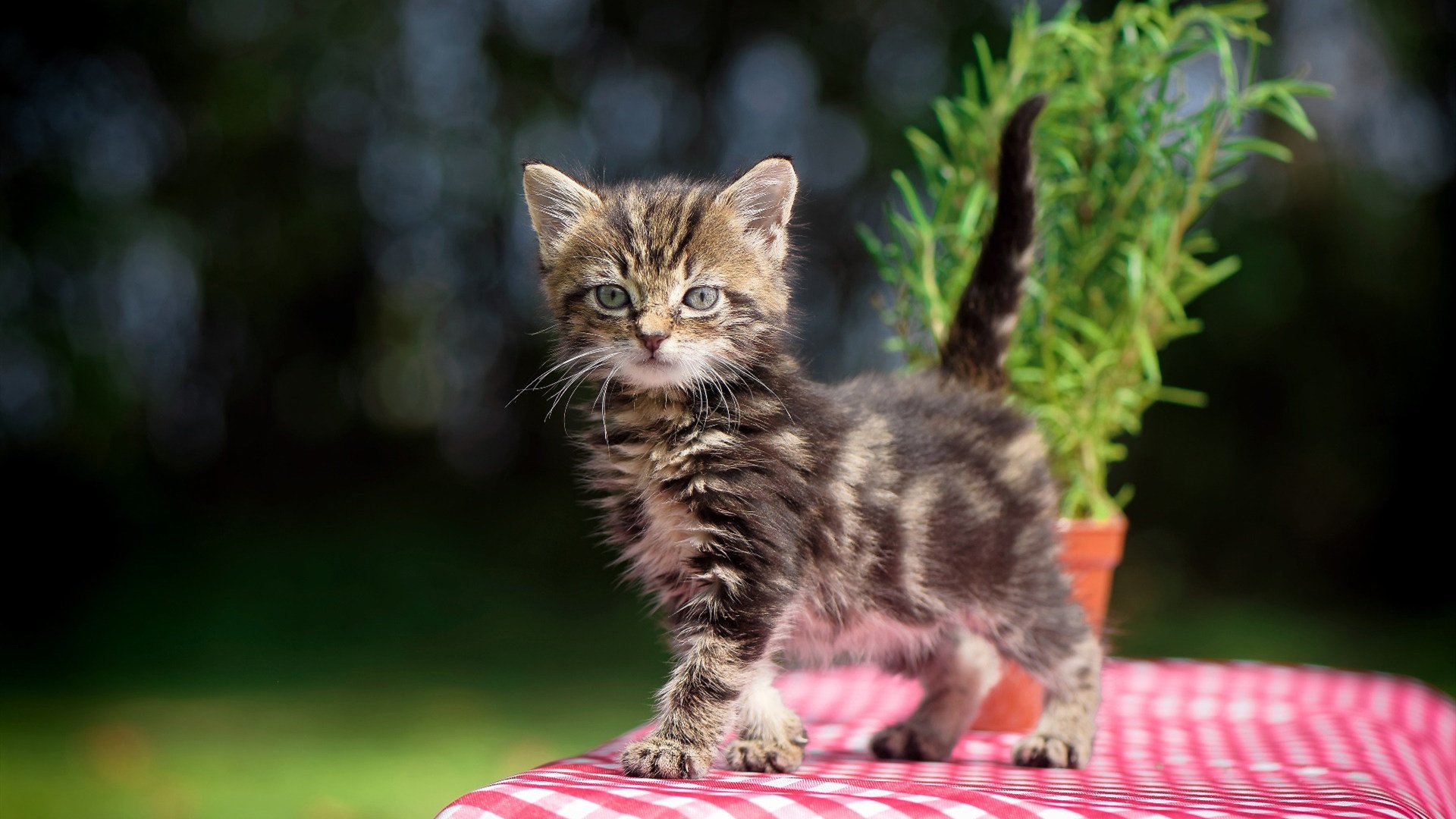 法甲巅峰之战:冲刺冠军的决战时刻,法甲冠军排名