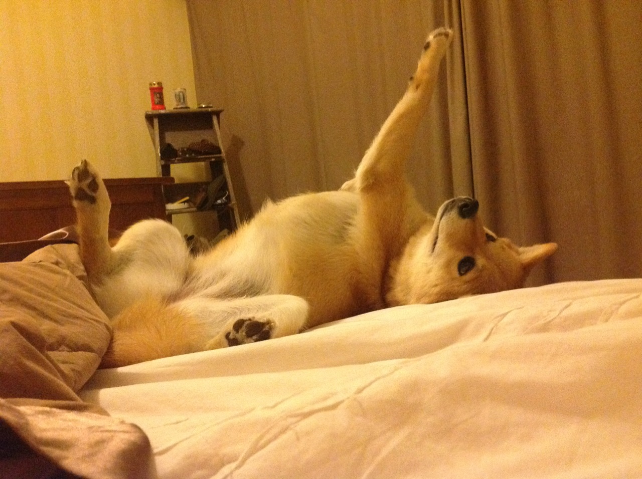 乐鱼电竞在线平台-皮特·斯图斯：凭借精准拦截与快速反击成南非防守基石，in 斯皮特 of