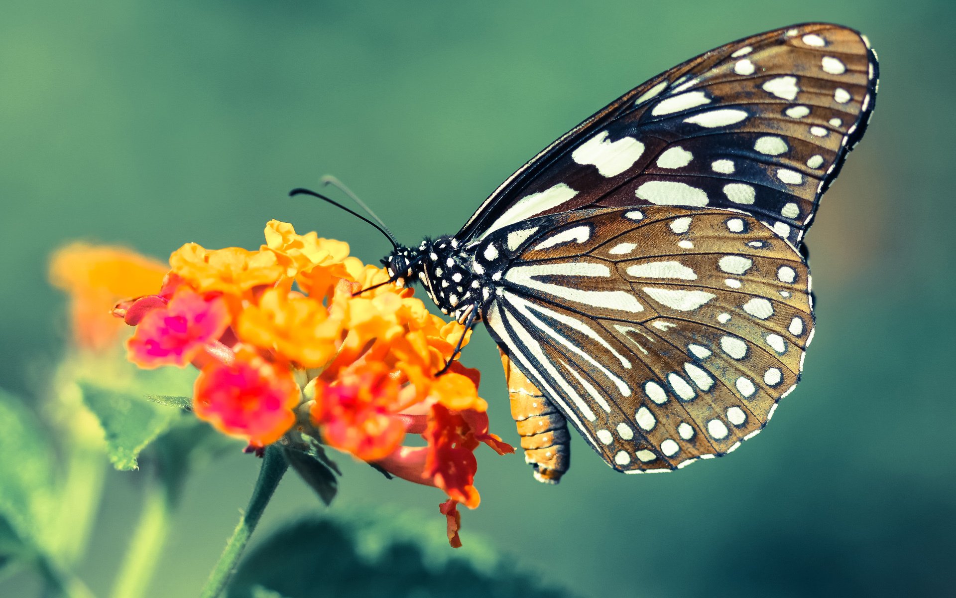 leyu乐鱼官网登录入口-苏格兰橄榄球逐步提升竞技水平，能否逆袭世界强队？，苏格兰橄榄球联赛